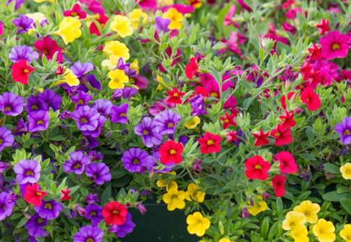 PL1- CALIBRACHOA 10" PLANTER