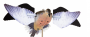 SPINNING WING DOVE DECOY