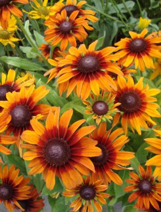 PL18 ECHIBECKIA SUMMERINA 10"