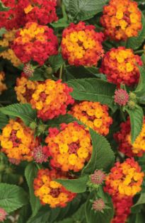 PL2- LANTANA 10" PLANTER