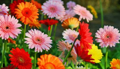 PL20 GERBER DAISY 10"