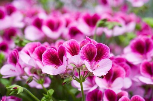 PL5- GERANIUM 10" PLANTER