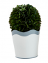 SCALLOPED BOXWOOD POT