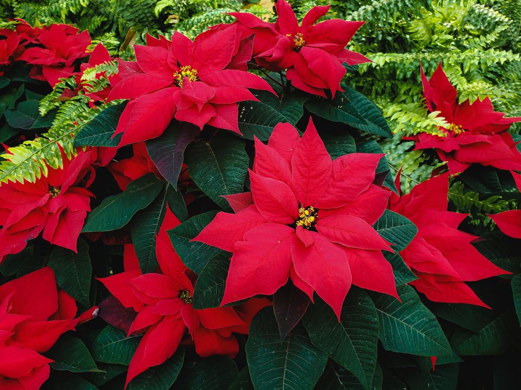 PL6- POINSETTIA 10" PLANTER