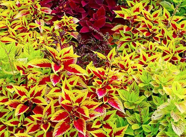 PL8 COLEUS 10" PLANTER