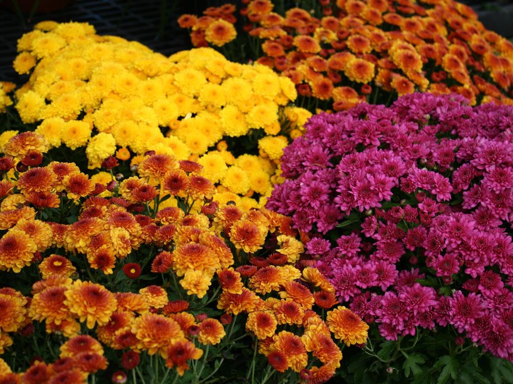 PL9 10" MUMS BROWN PLANTER