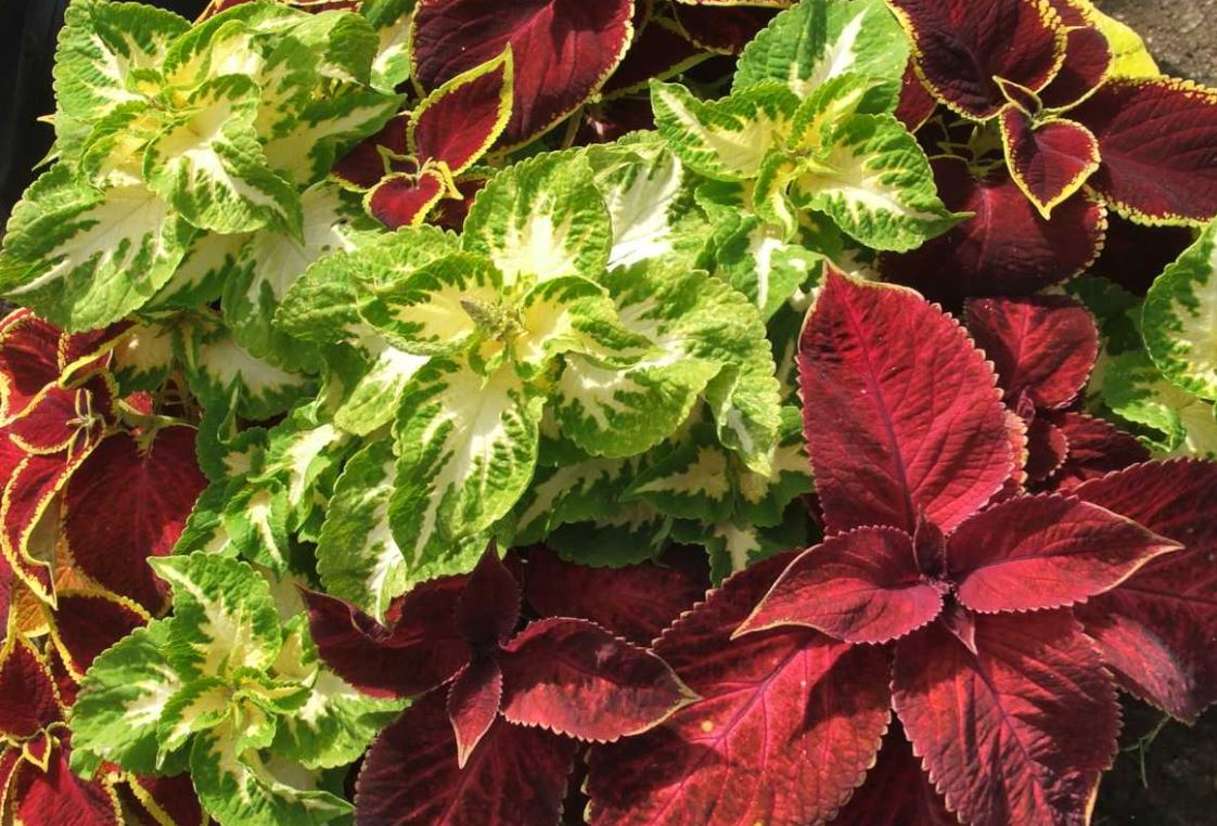 PL11 COLEUS 12" PLANTER