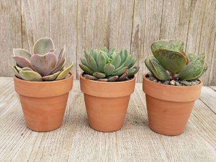 SUC1 2" TERRACOTTA SUCCULENT