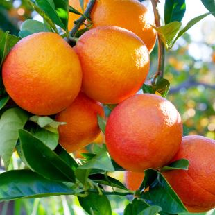 FT67- BLOOD ORANGE TREE