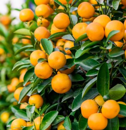 FT68- NAVEL ORANGE TREE