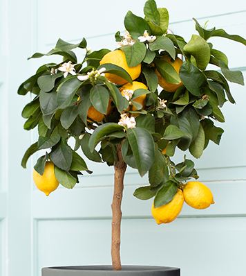 FT69- LEMON TREE