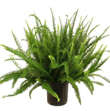 SHR318 XL KIMBERLY FERN