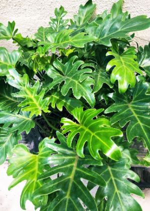 SHR320 PHILODENDRON