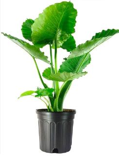 SHR321 ELEPHANT EAR 3 GAL