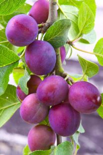 FT51- METHLEY PLUM 3 GAL