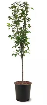 FT52- PINEAPPLE PEAR TREE 3 GA