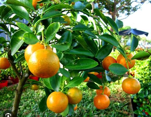 FT53- PERSIAN LIME TREE 3 GAL