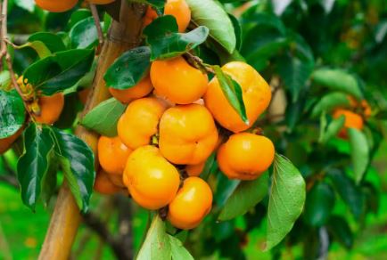 FT54- FUYU PERSIMMON TREE 3GAL