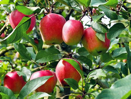 FT55- ANNA RED APPLE TREE 3GAL