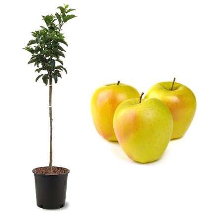 FT56- DORSETT APPLE TREE 3GAL