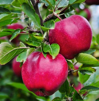 FT57- PINK LADY APPLE TREE 3GA