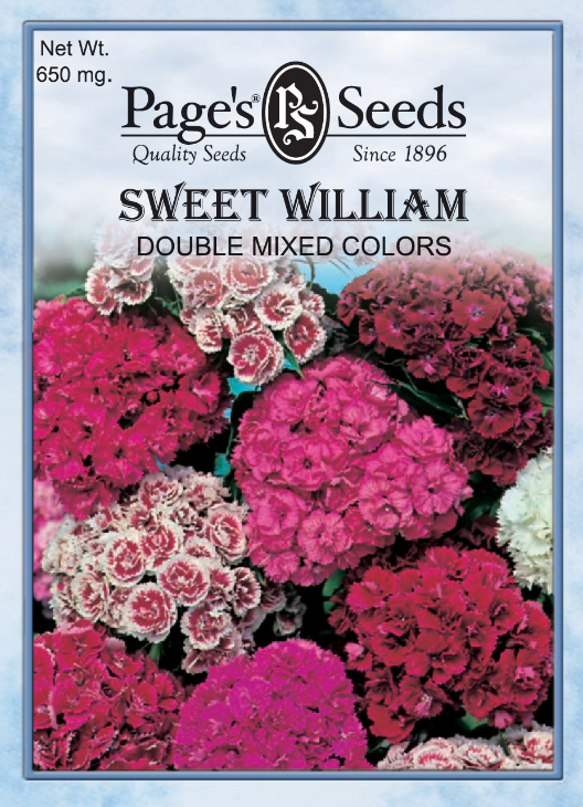 MIXED COLORS SWEET WILLIAM 600MG