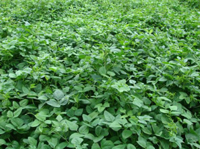 IRON & CLAY COWPEAS 50LB