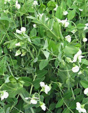 FROSTMASTER WINTER PEAS 50LB