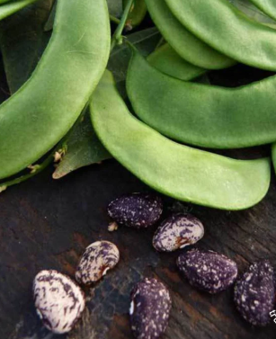 JACKSON WONDER LIMA BEAN 1/2LB