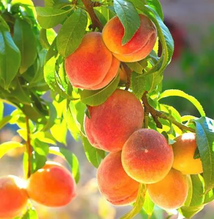 FT59- BELL OF GA PEACH TREE 3G