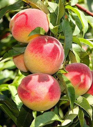 FT60- EARLY ELBERTA PEACH