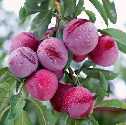 FT61- SANTA ROSA PLUM TREE 3GA