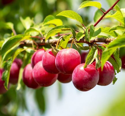 FT62- AU PRODUCER PLUM TREE 3G