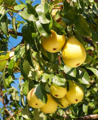 FT63- KIEFFER PEAR TREE