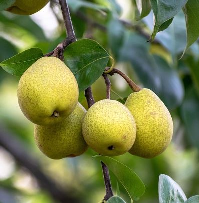 FT64- HOOD PEAR TREE