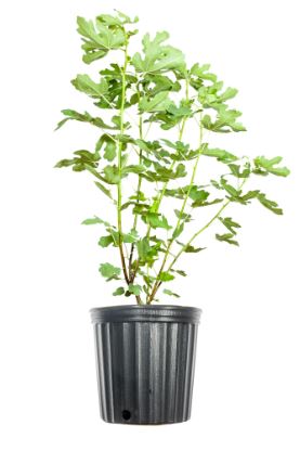 FT65- BROWN TURKEY FIG