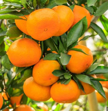 FT66- TANGERINE TREE