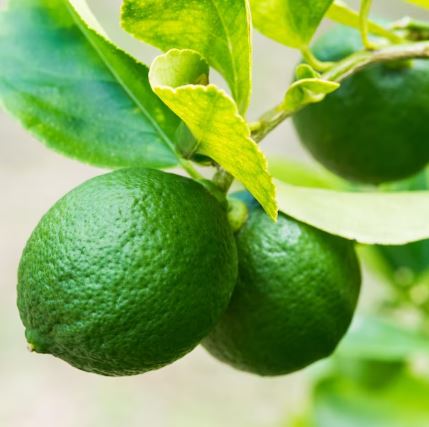 FT70- KEY LIME TREE