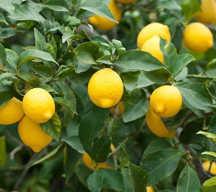 FT72- MEYERS LEMON TREE