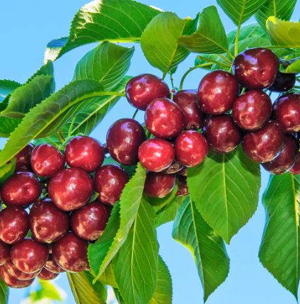 FT73 - SOUTHERN CHERRY TREE