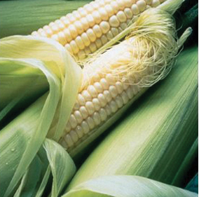 SILVER QUEEN SWEET CORN 5.5GR