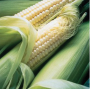 SILVER QUEEN SWEET CORN 5.5GR