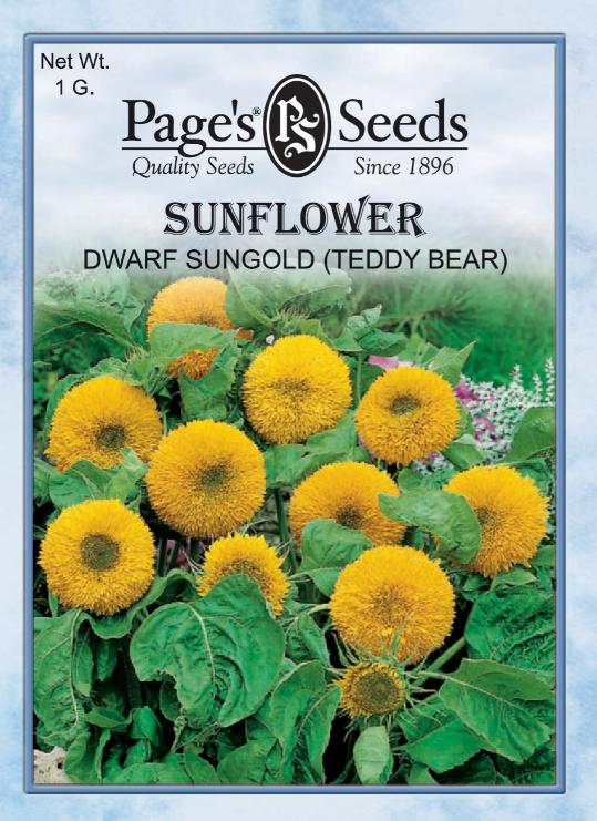 DWARF SUNGOLD SUNFLOWER 1GR
