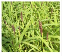 JAPANESE MILLET SEED 50LB