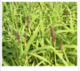 JAPANESE MILLET SEED 50LB