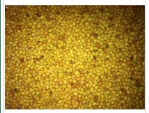 CRIMSON CLOVER INOCULATED 10LB