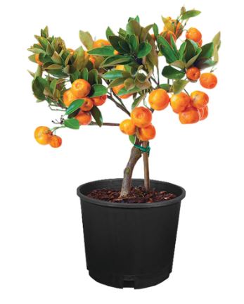 FT74 CLEMENTINE TREE