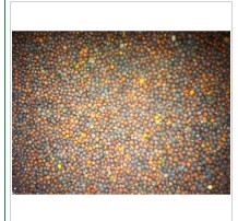 TURNIP - PURPLE TOP 50LB