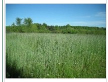 WRENS ABRUZZI RYEGRASS 50LB