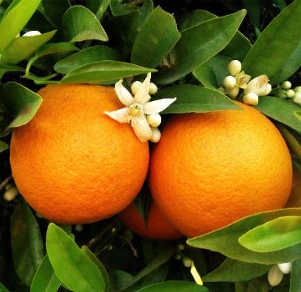 FT75-HAMLIN SWEET ORANGE TREE